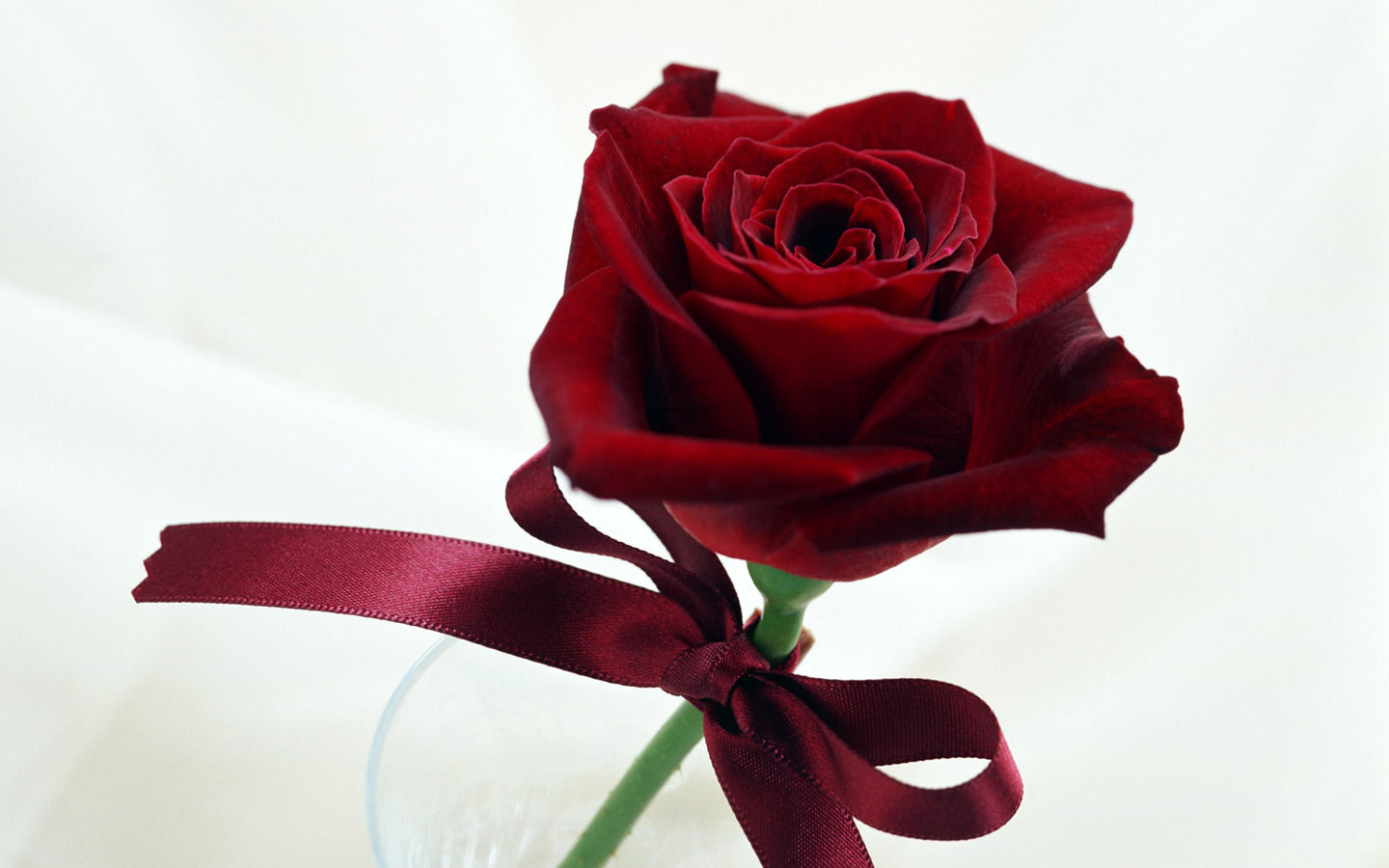 Single Rose for Propose